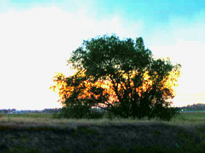 See larger image