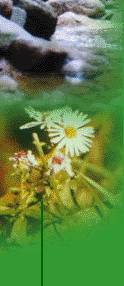 See larger image