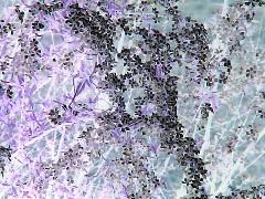Poem Image
