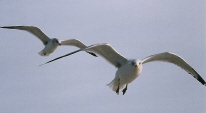 Poem Image