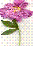 Poem Image