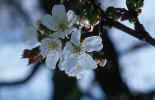 Poem Image