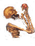 Poem Image