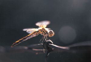 Poem Image