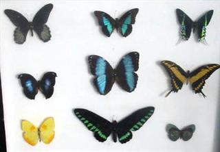 Poem Image
