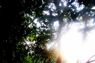 Poem Image
