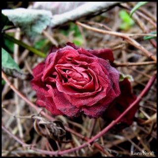 Poem Image