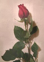 Poem Image