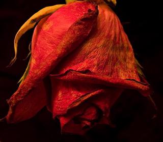 Poem Artwork