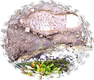 Poem Image