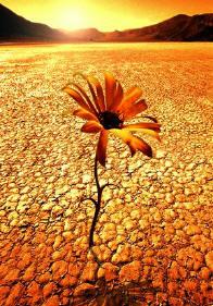 Poem Image