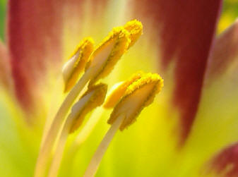 Poem Image