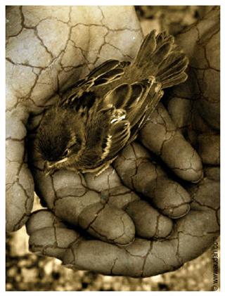 Poem Image