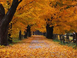 Poem Image