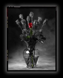 Poem Image