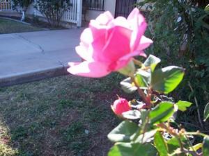 Poem Image