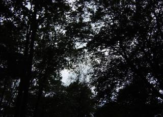 Poem Artwork