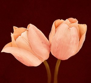 Poem Image