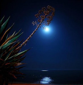 Poem Image