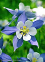 Poem Image