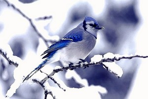 Poem Artwork
