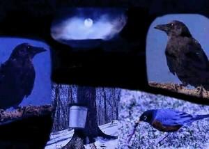 Poem Artwork