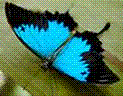Poem Image