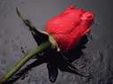 Poem Image