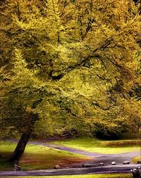 Poem Image