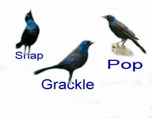 Poem Artwork