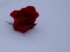 Poem Image