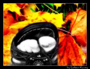 Poem Image