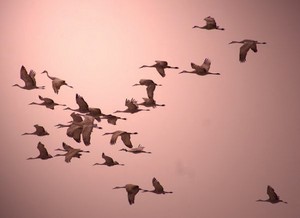 Poem Artwork