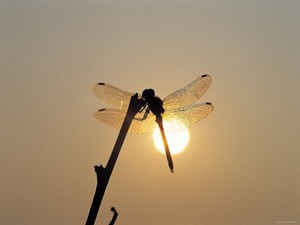 Poem Image