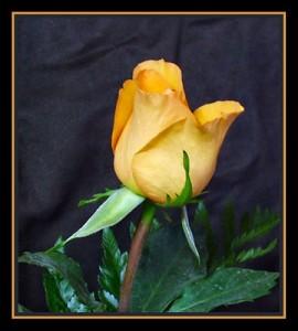 Poem Image