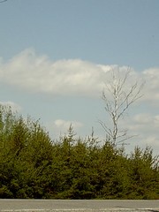 Poem Image