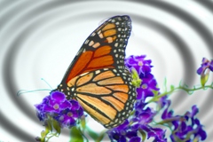 Poem Image