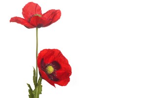 Poem Image