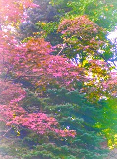 Poem Image