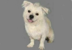 Poem Artwork