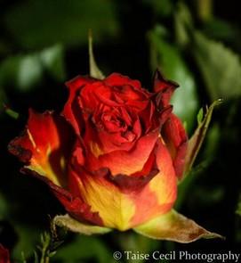 Poem Image