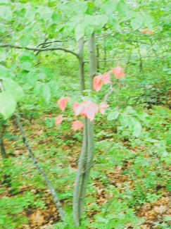 Poem Image