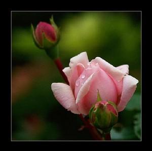 Poem Image