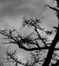 Poem Image