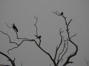Poem Image