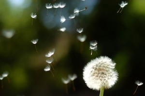 Poem Artwork