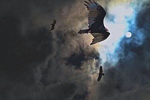 Poem Artwork