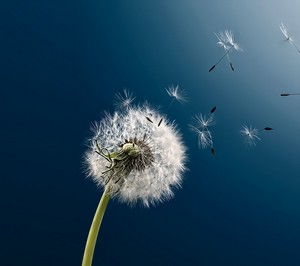Poem Artwork