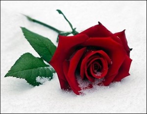 Poem Image