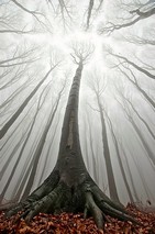 Poem Artwork